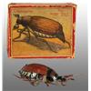 Image 1 : Tin Litho May Bug Wind-Up Toy.