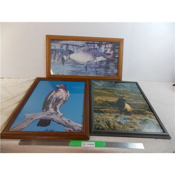 3 wildlife pictures in frames - eagle is 23x19