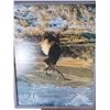 Image 3 : 3 wildlife pictures in frames - eagle is 23x19