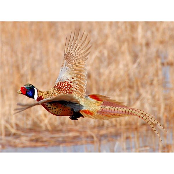 Feather Ridge Ranch  3 Bird Youth or Mentor Hunt