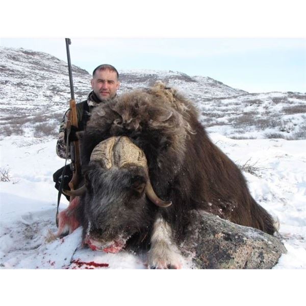 Inuit Outfitting ApS Greenland Winter Musk Ox Hunt