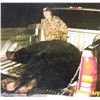 Image 3 : Minnesota Big Bear Specialist Guided Giant Black Bear Hunt in Minnesota