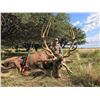 Image 1 : Paco Reistra   5 day Red Stag or Water Buffalo hunt in Argentina