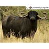 Image 4 : Paco Reistra   5 day Red Stag or Water Buffalo hunt in Argentina