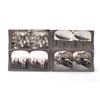 Image 18 : Stereo View Card Collection C. Early 1900"s (100)