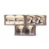 Image 26 : Stereo View Card Collection C. Early 1900"s (100)