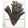 Image 1 : 16 GREY PEACOCK PHEASANT FEATHERS