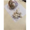 Image 3 : IRRIDESCENT HERMIT CRAB SHELL AND CONCH SHELL