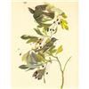 Image 1 : c1946 Audubon Print, #144 Arcadian Flycatcher