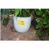 Image 1 : WHITE PLANTERS W/PLANTS (2 PCS)