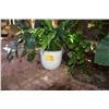 Image 2 : WHITE PLANTERS W/PLANTS (2 PCS)