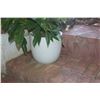 Image 3 : WHITE PLANTERS W/PLANTS (2 PCS)