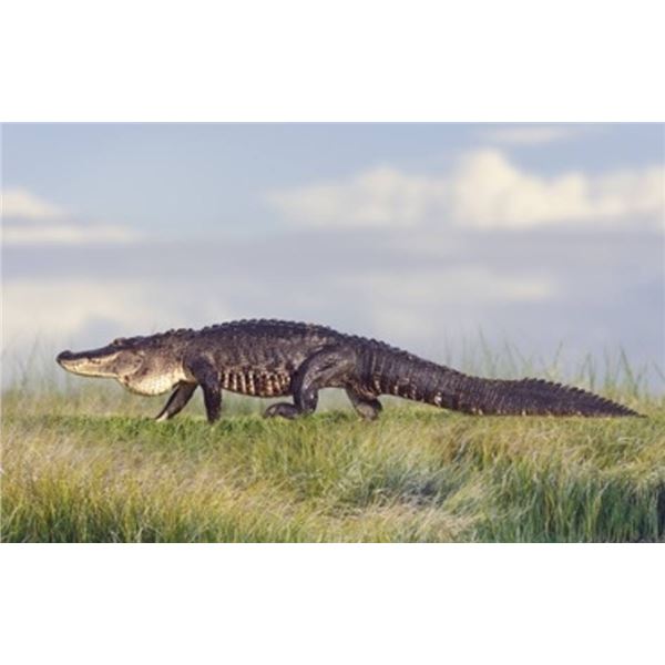 Alligator Hunt
