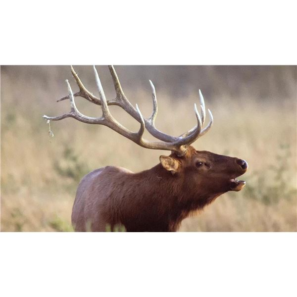 Parent/Child Elk Hunt