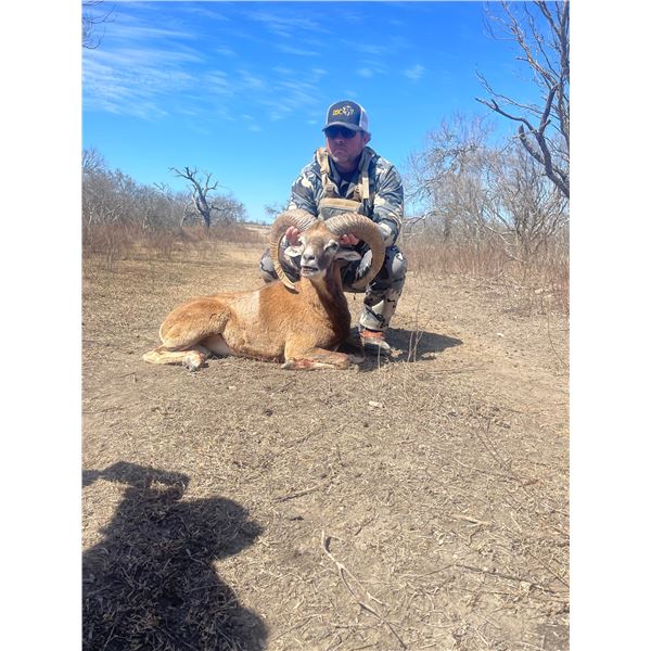 Iranian Red Sheep Hunt