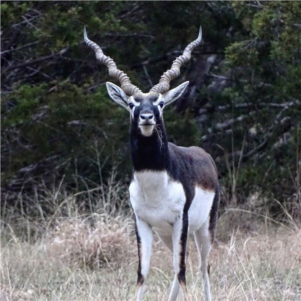 Good Times Ranch Black Buck Hunt