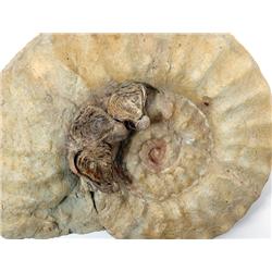 AMMONITE WITH THREE OYSTERS ATTACHED
