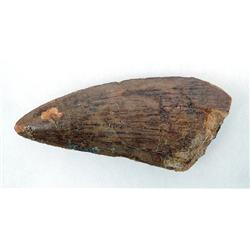 CARCHARODONTOSAURUS DINOSAUR TOOTH