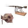 Image 1 : COMPLETE PSITTACOSAURUS DINOSAUR
