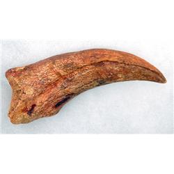 ENORMOUS SPINOSAURUS HAND CLAW