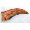 Image 1 : ENORMOUS SPINOSAURUS HAND CLAW
