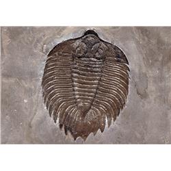 FAMOUS AMERICAN TRILOBITE ARCTINURUS