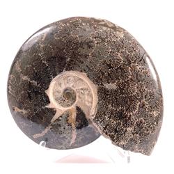 GIANT COMPLETE AMMONITE