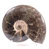 Image 1 : GIANT COMPLETE AMMONITE