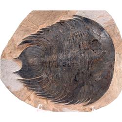 GIGANTIC DIKELOKEPHALONAS TRILOBITE