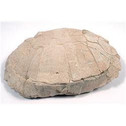 HUGE FOSSIL BADLANDS TURTLE