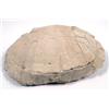 Image 1 : HUGE FOSSIL BADLANDS TURTLE