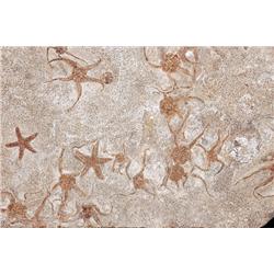 HUGE STARFISH MASS MORTALITY PLATE