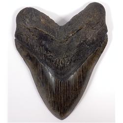 HUGE TOOTH FROM LARGEST SHARK