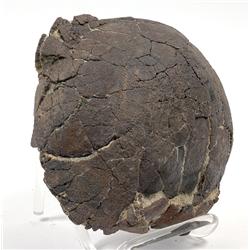 LARGEST PLANT EATING DINOSAUR EGG