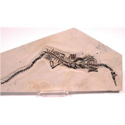 MESOSAURUS MARINE REPTILE