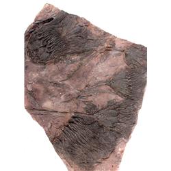 MUSEUM QUALITY PLATE OF 5 LARGE CRINOIDS