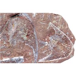 PAIR OF ARMORED FISH SHIELDS