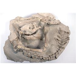 PARTIAL SKELETON OF 30 MILLION YEAR OLD OREODONT