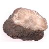 Image 1 : PETRIFIED WOOD STUMP FROM RARE TREE