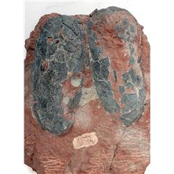 PREMIUM QUALITY PAIR OF OVIRAPTOR EGGS