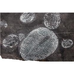 RARE GROUPING OF CHINESE TRILOBITES