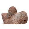 Image 1 : RARE PAIR OF TROODON DINOSAUR EGGS