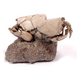 RARE RANILLA FOSSIL CRAB