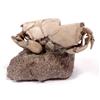 Image 1 : RARE RANILLA FOSSIL CRAB