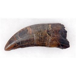 T-REX TOOTH HUGE 3.25 INCHES