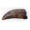Image 1 : T-REX TOOTH HUGE 3.25 INCHES