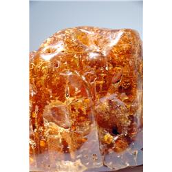 TERMITE COLONY AND TWIGS IN YOUNG COLOMBIAN AMBER