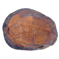 TWO GIGANTIC TRILOBITES