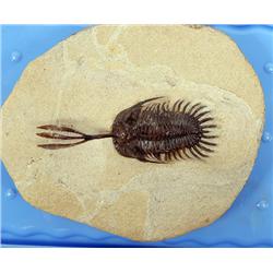 WALLISEROPS TRIDENT TRILOBITE