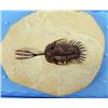 Image 1 : WALLISEROPS TRIDENT TRILOBITE